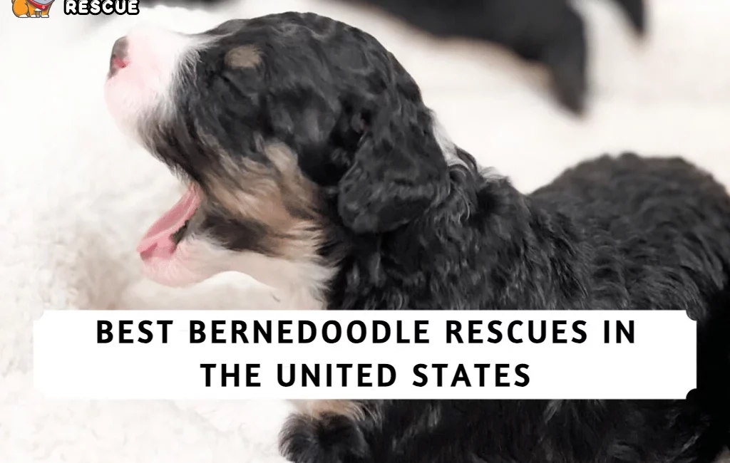 Best Bernedoodle Rescues in The United States