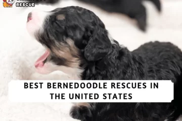 Best Bernedoodle Rescues in The United States