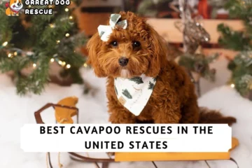 Best Cavapoo Rescues In The United States