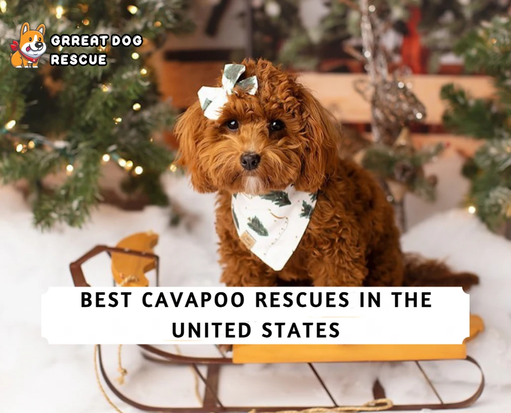 Best Cavapoo Rescues In The United States