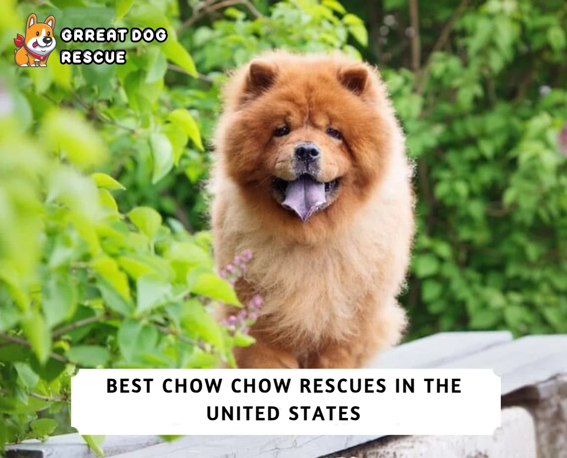 Best Chow Chow Rescues in the United States