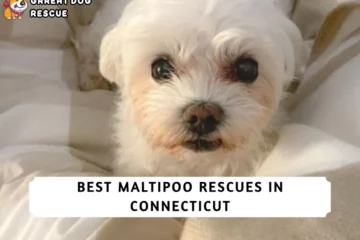 Best Maltipoo Rescues in Connecticut