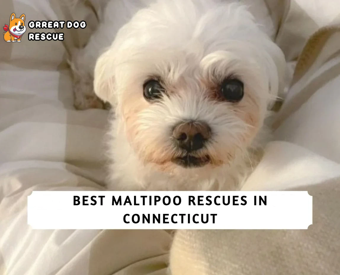 Best Maltipoo Rescues in Connecticut