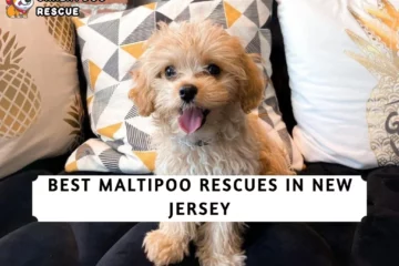 Best Maltipoo Rescues in New Jersey