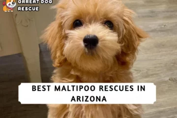 Best Maltipoo Rescues in Arizona