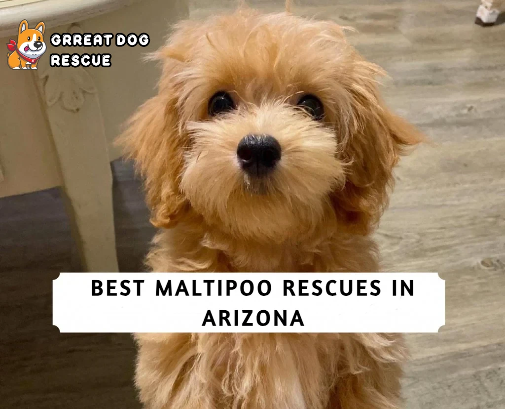 Best Maltipoo Rescues in Arizona