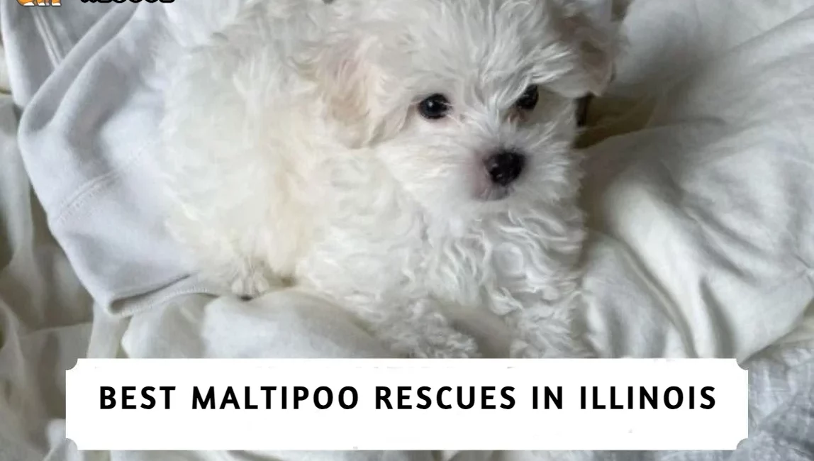 Best Maltipoo Rescues in Illinois