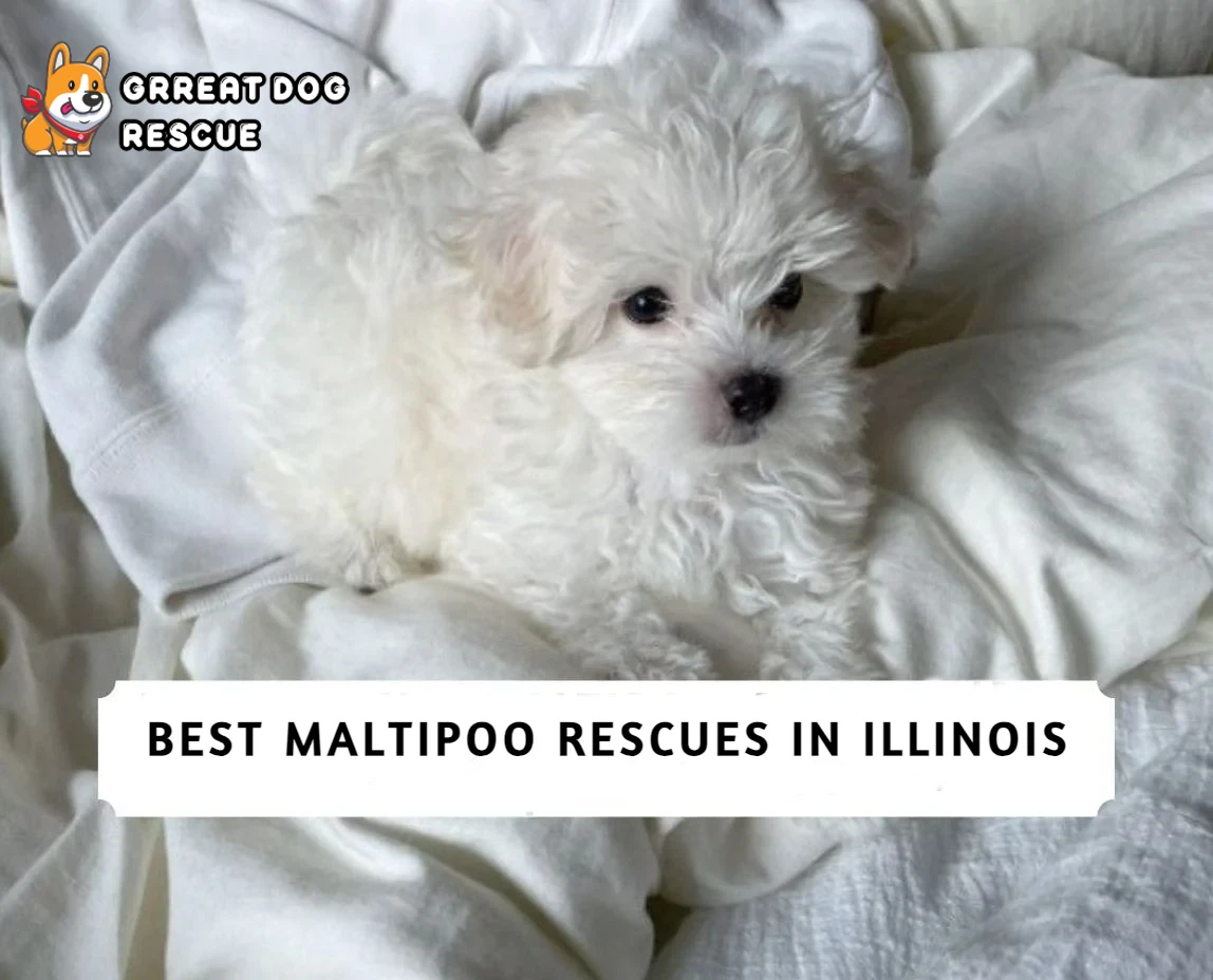 Best Maltipoo Rescues in Illinois