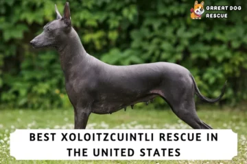 Best Xoloitzcuintli Rescues in the U.S