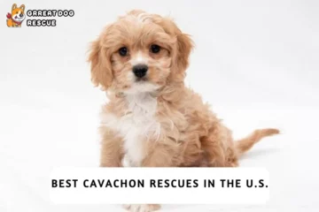Best Cavachon Rescues In the U.S