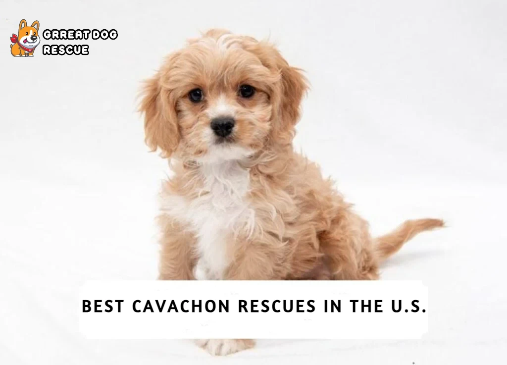 Best Cavachon Rescues In the U.S