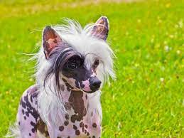 Chinese Crested Rescues for Adoptions in the U.S