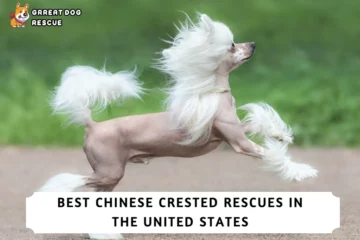 Best Chinese Crested Rescues in the United States