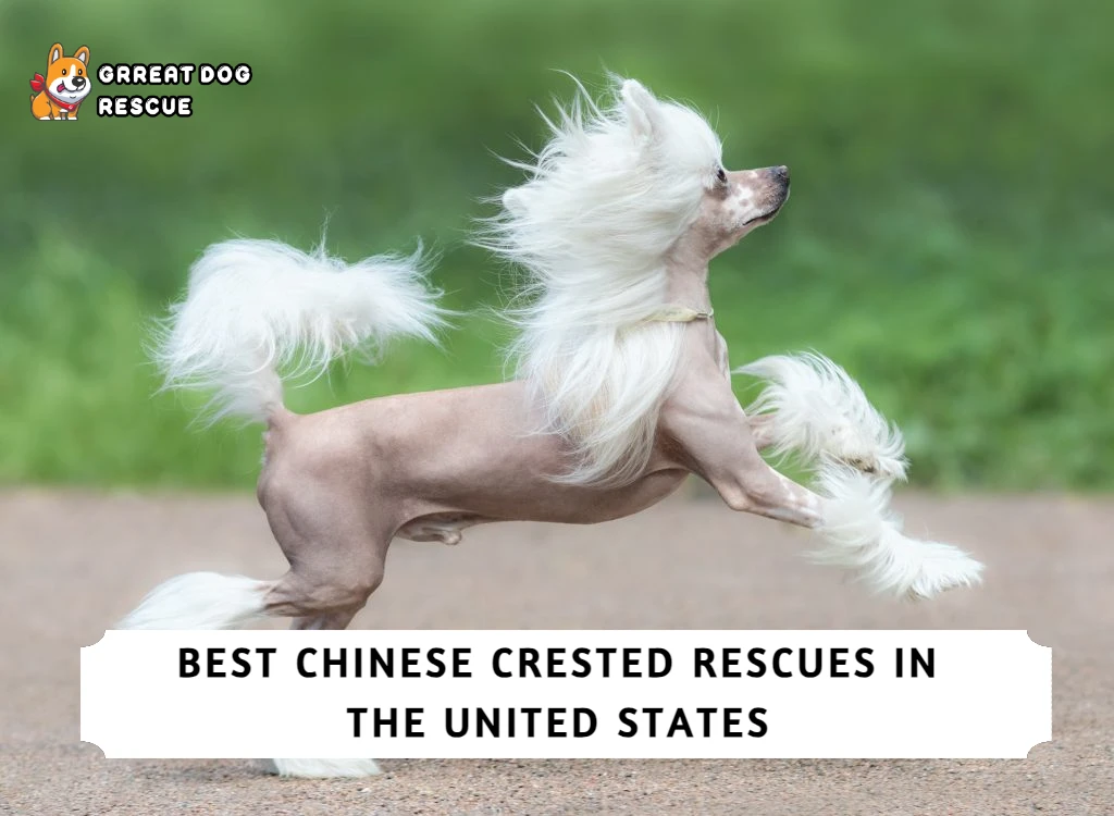 Best Chinese Crested Rescues in the United States