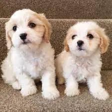 What is the Cost to Adopt a Cavachon in the US