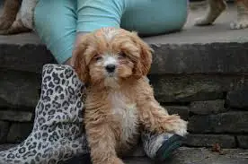 How Long Does It Take To Adopt a Cavapoo from Rescue?