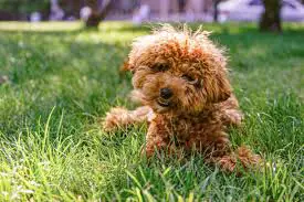 How to Choose Maltipoo Rescues in Illinois