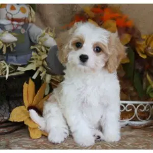 How to Choose a Cavachon Rescue in the U.S