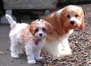 How to Choose Cavapoo Rescues in the U.S.: