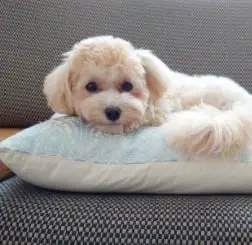 Maltipoo rescues for adoptions in new york 
