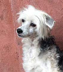 Rocky Mountain Chinese Crested Rescue
