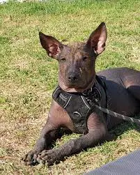 Xoloitzcuintli Rescues for Adoption in the U.S