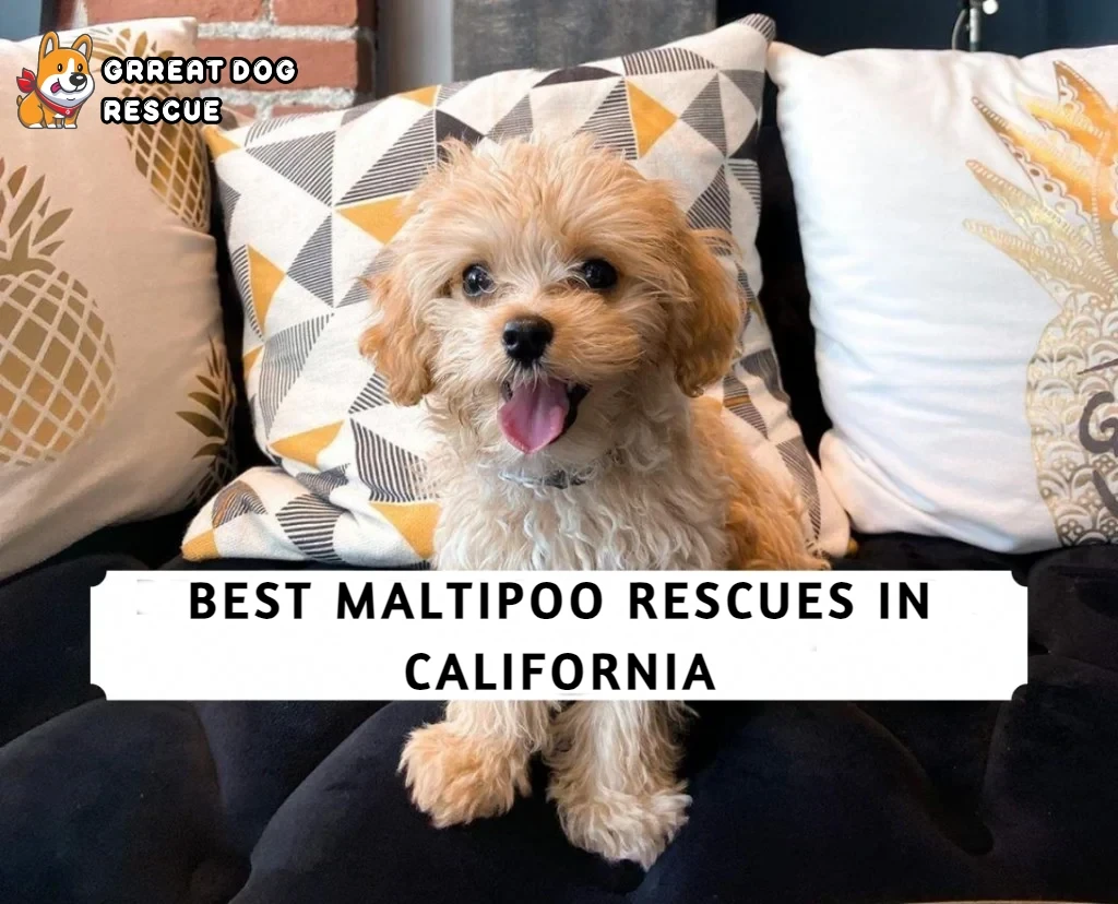 Best Maltipoo Rescues in California