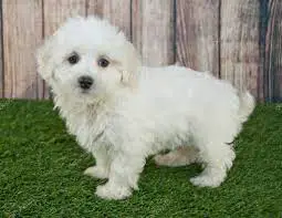 How to Choose Maltipoo Rescues in Virginia