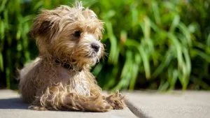 Maltipoo rescues for adoptions in Arizona