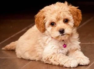 Maltipoo rescues for adoptions in georgia