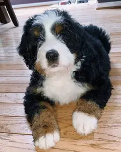 Why Should You Adopt Bernedoodle from a Rescue?