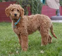 Goldendoodle Rescues for Adoptions in Wisconsin 