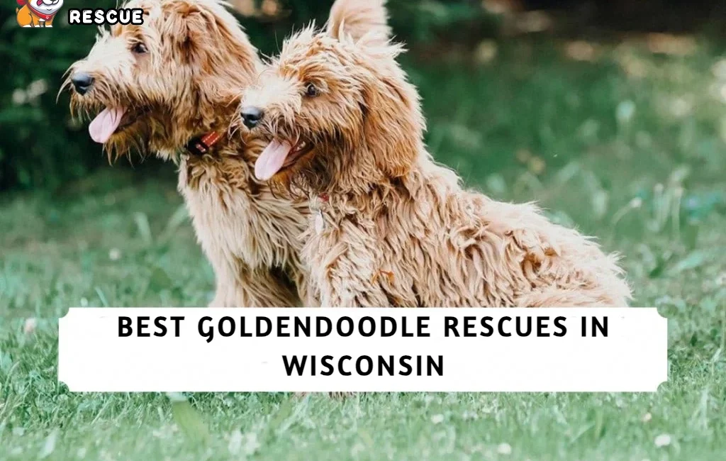 Best Goldendoodle Rescues in Wisconsin
