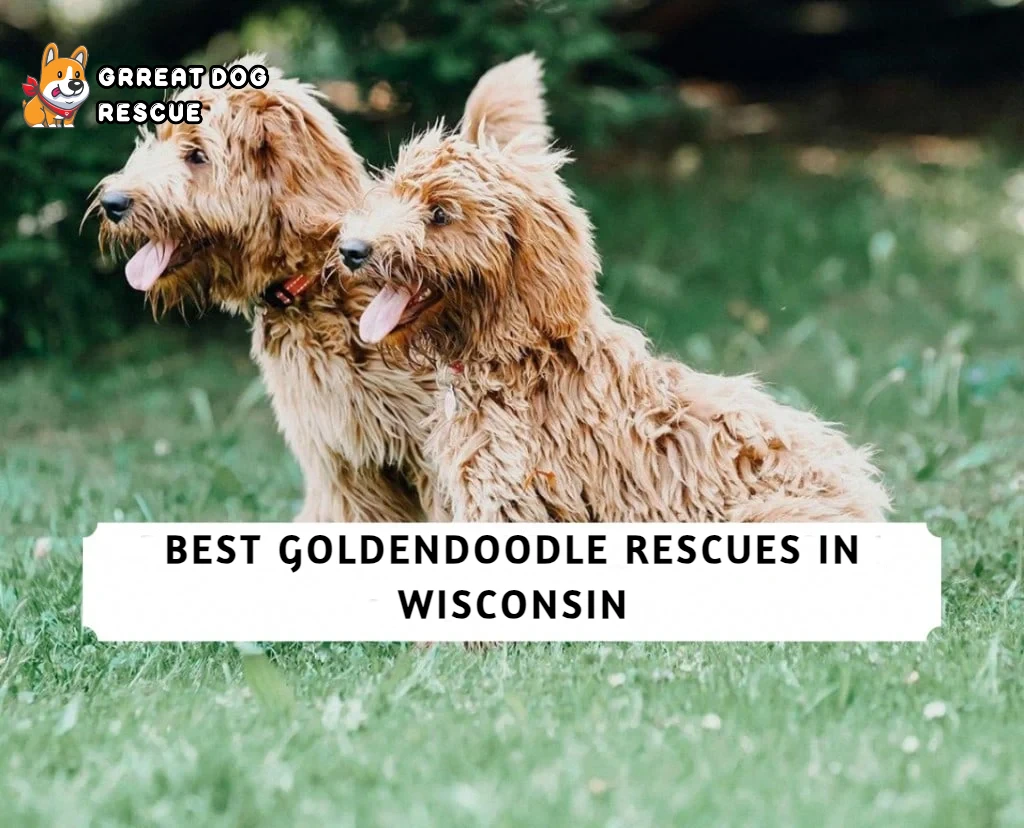 Best Goldendoodle Rescues in Wisconsin