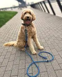 How to Choose Labradoodle Rescue in the U.S