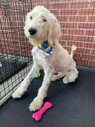 Labradoodle Rescues for adoptions in the U.S