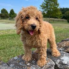 Tips for Finding Reputable Labradoodle Rescues