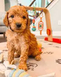 Factors to Consider When Choosing a Goldendoodle Rescue In Maryland