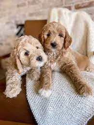 Goldendoodle Rescues for Adoptions in New Jersey