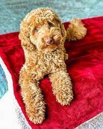 Goldendoodle Rescues for Adoptions in Arizona