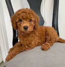 Goldendoodle Rescues for Adoptions in Ohio
