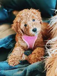 Goldendoodle Rescues for Adoptions in Florida
