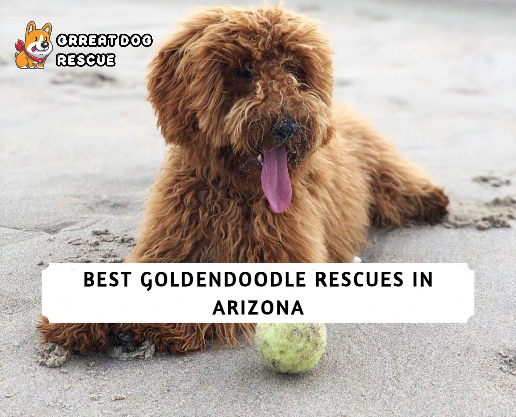Best Goldendoodle Rescues in Arizona