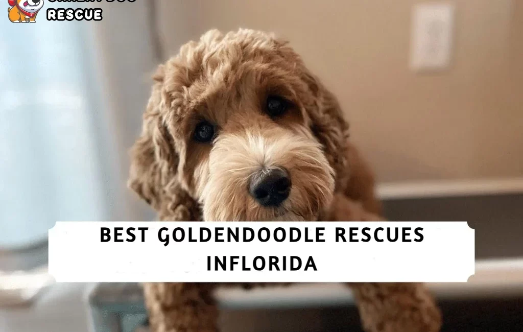 Best Goldendoodle Rescues in Florida