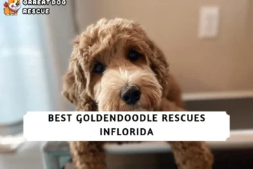 Best Goldendoodle Rescues in Florida