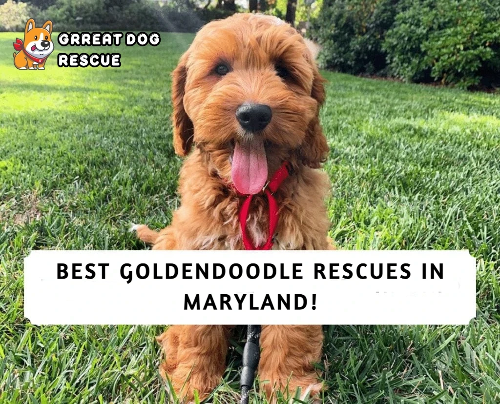 Best Goldendoodle Rescues in Maryland