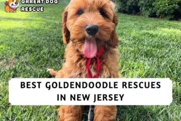 Best Goldendoodle Rescues in New Jersey