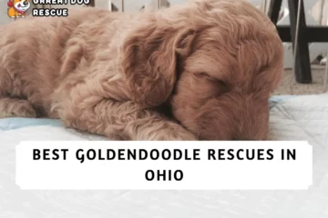 Best Goldendoodle Rescues in Ohio