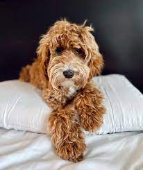 How To Choose Labradoodle Rescues in Arizona