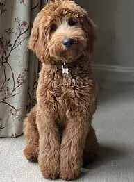 Labradoodle Rescues for Adoptions in Georgia